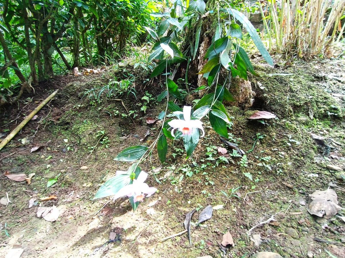 Cabana Vista Rio Celeste Ngoại thất bức ảnh
